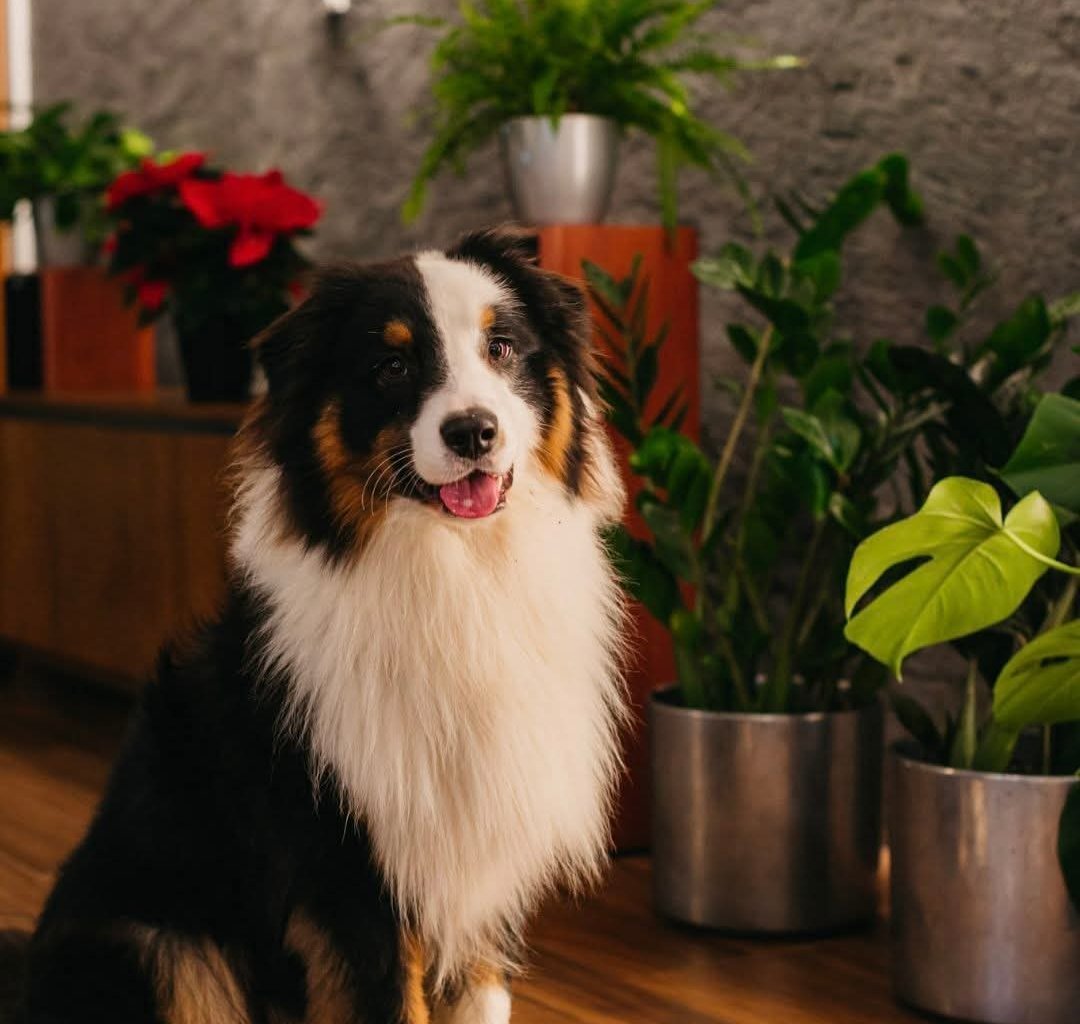 MAGNUS  Imagen del animal perdido #11