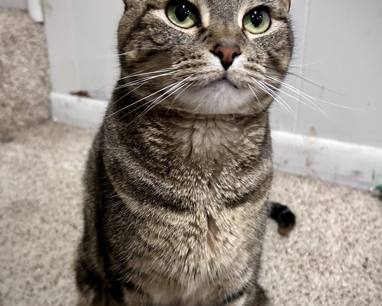 LEELA Missing pet photo #11