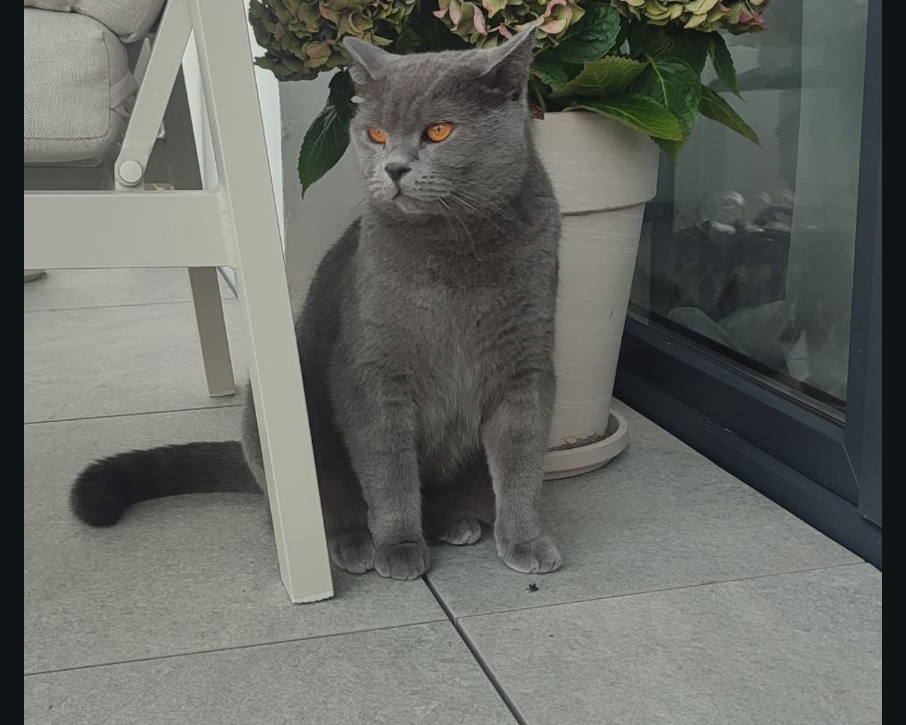 BRUNO Missing pet photo #11