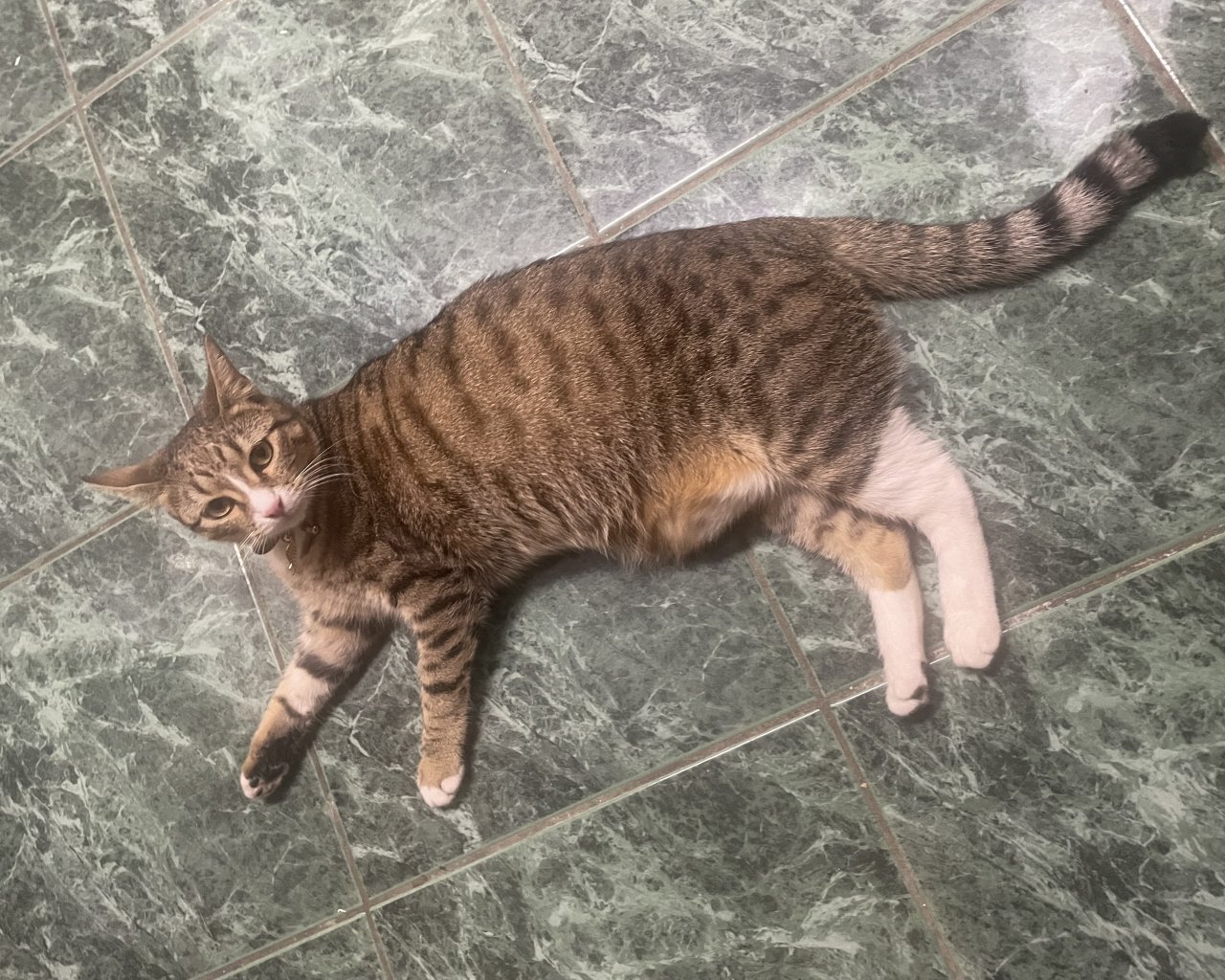 KITTY Zdjęcie zaginionego zwierzęcia #11