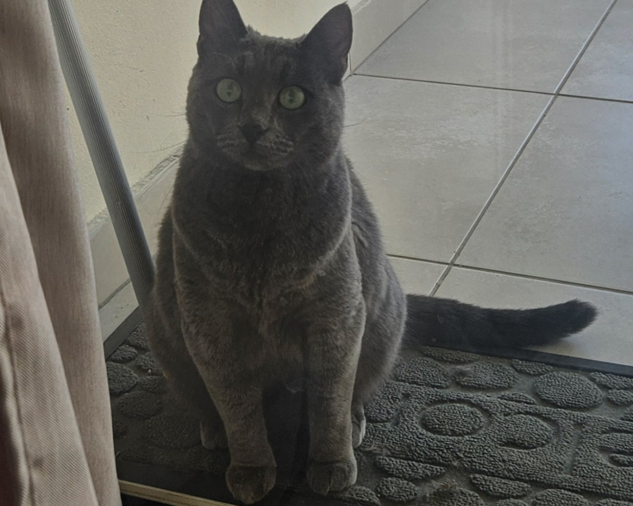 IZZY - alt.lostpet.logo #13