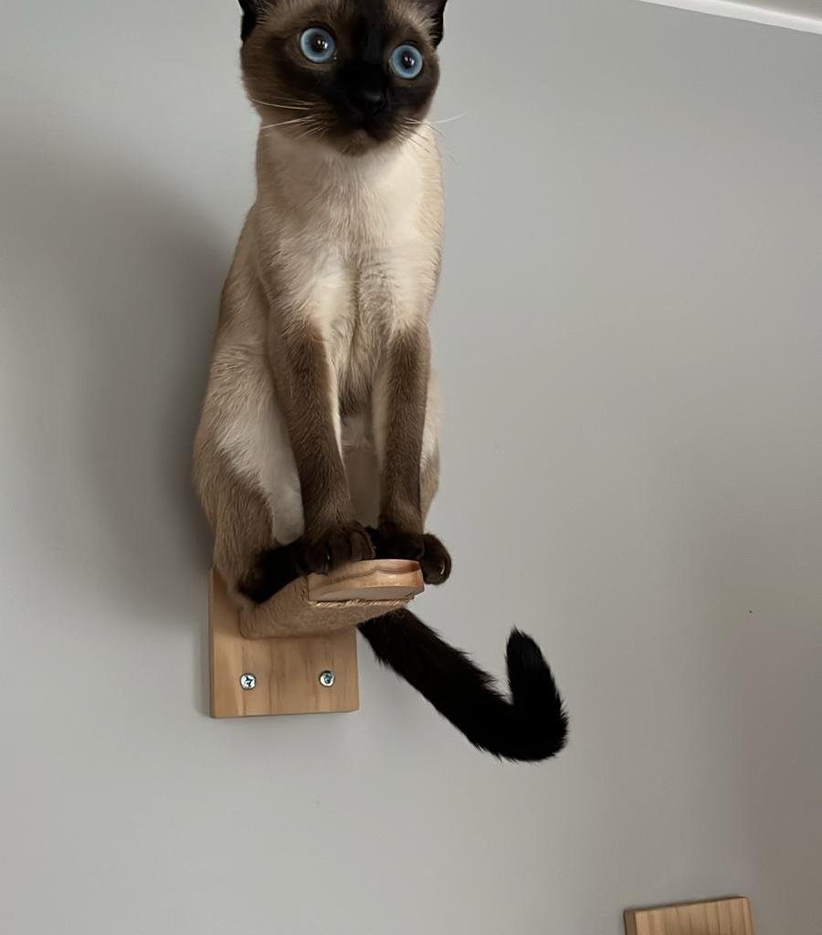 ORIANA Missing pet photo #11
