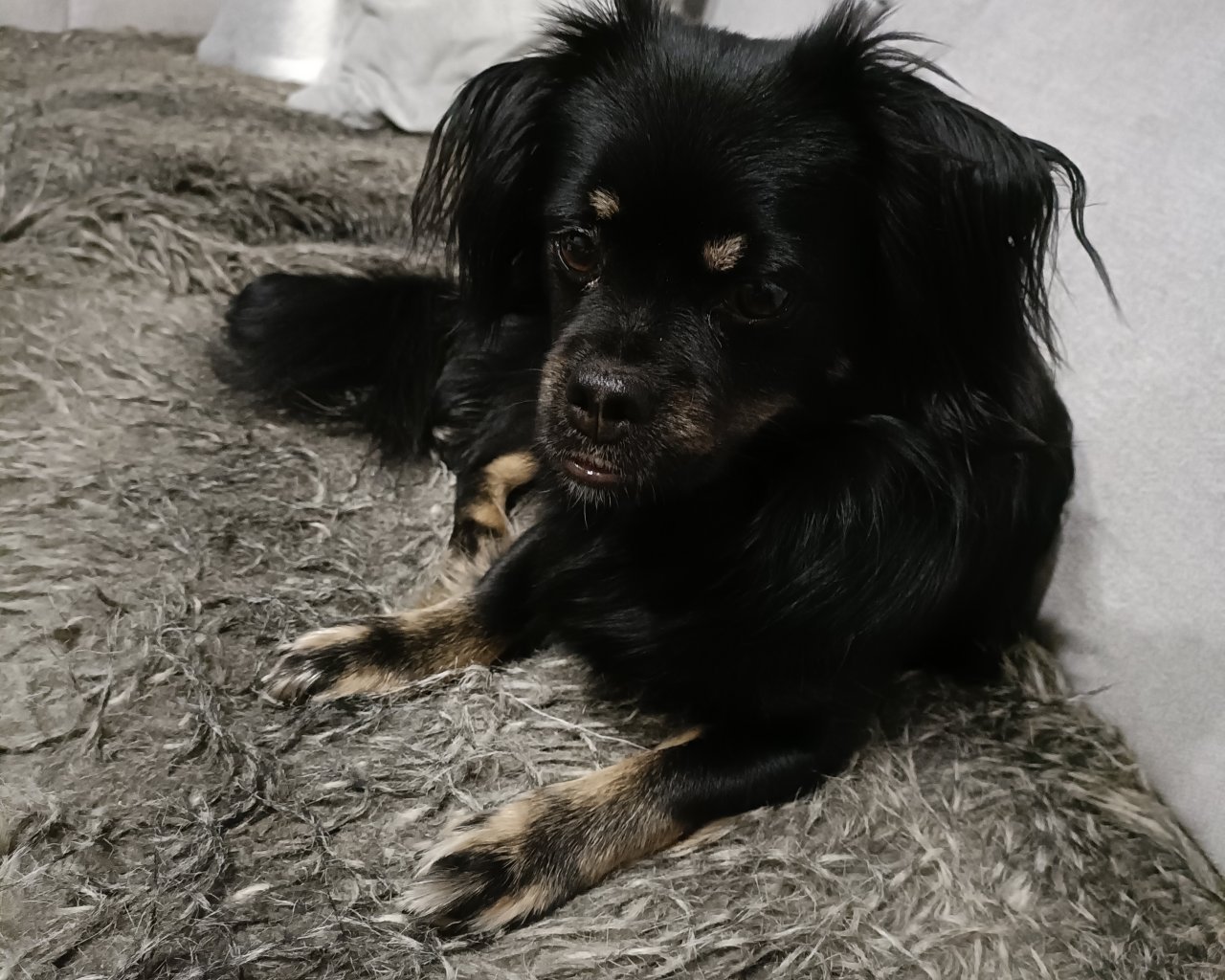 LUCKY - alt.lostpet.logo #12