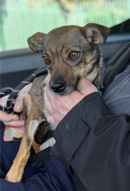 AKSAMITKA  Zdjęcie zaginionego zwierzęcia #11