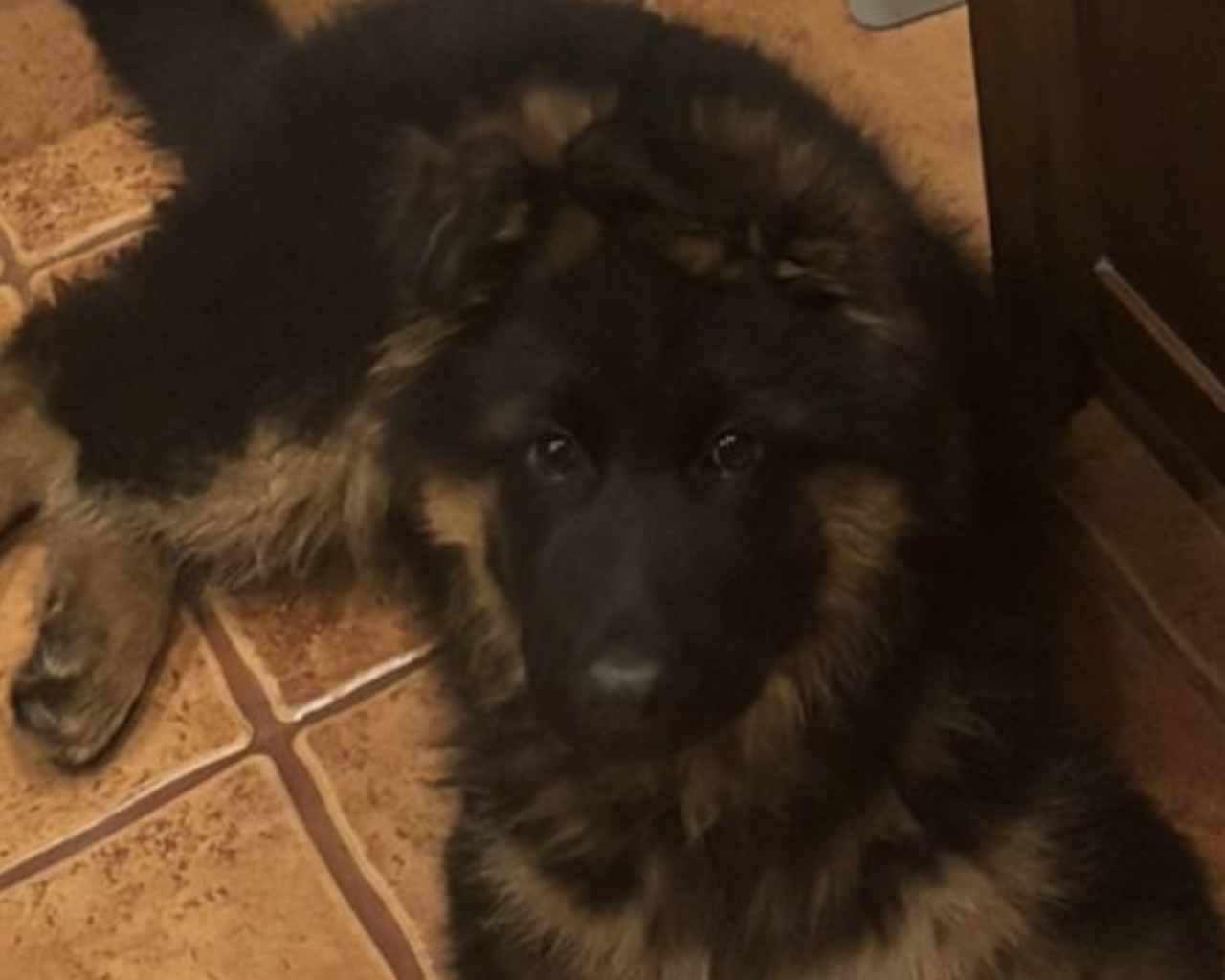 BARON Missing pet photo #11