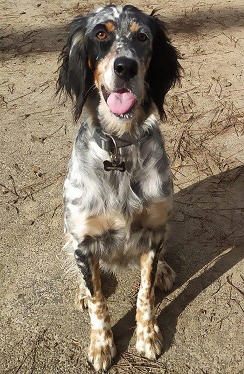 TEA VELA - alt.lostpet.logo #12