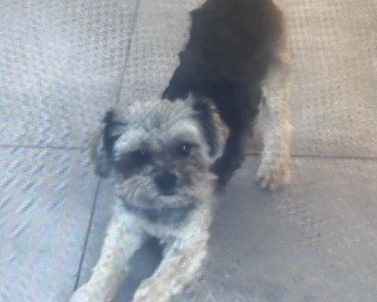 MAX - alt.lostpet.logo #12