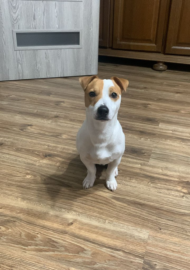 MAILO  Missing pet photo #11