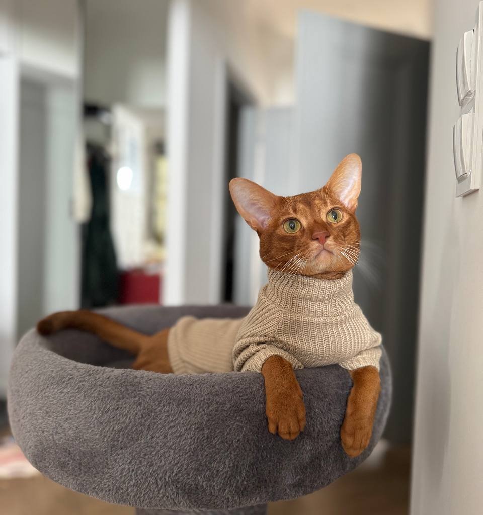 KENZO Missing pet photo #11