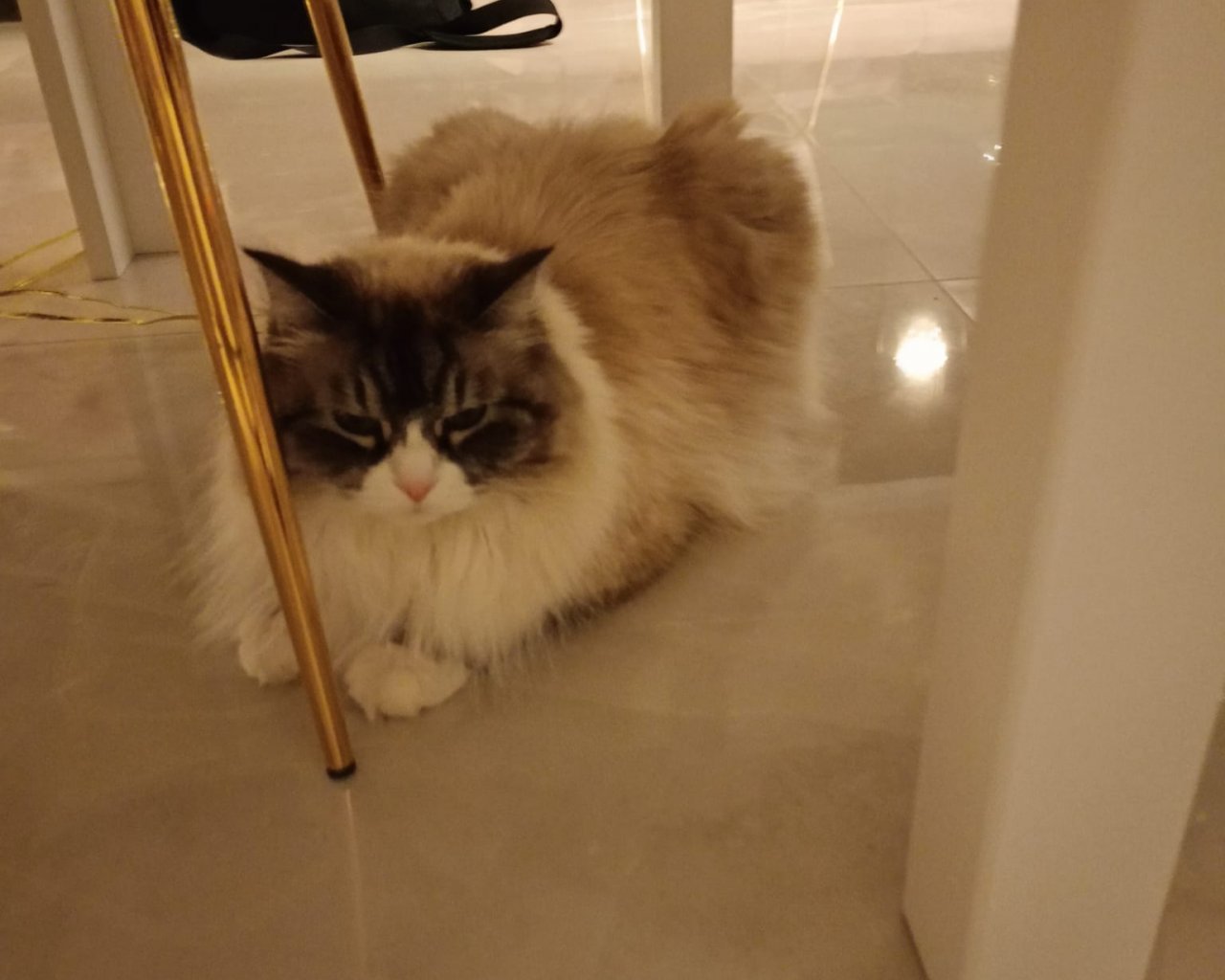 CAMARO Missing pet photo #11