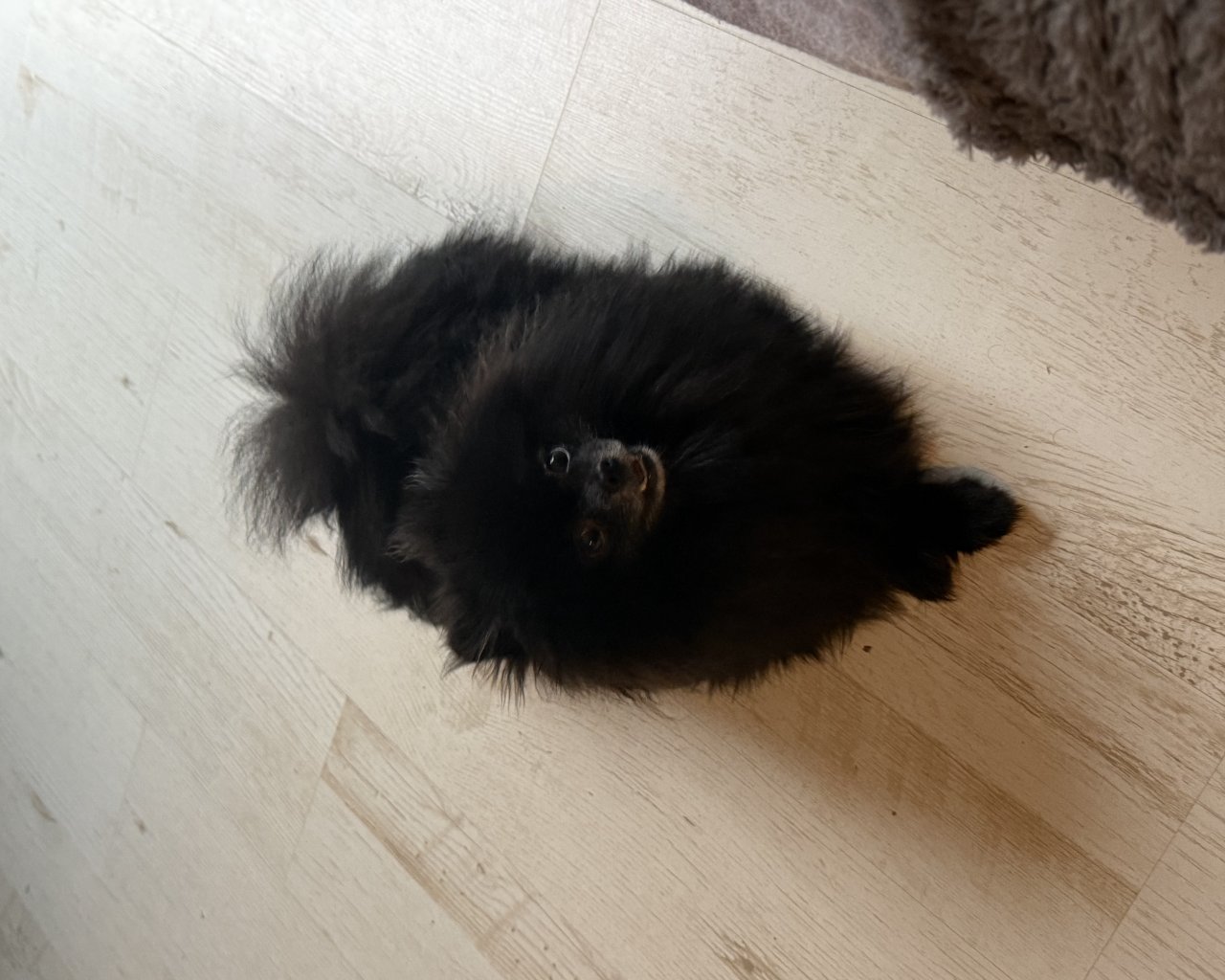 PERUN Missing pet photo #11