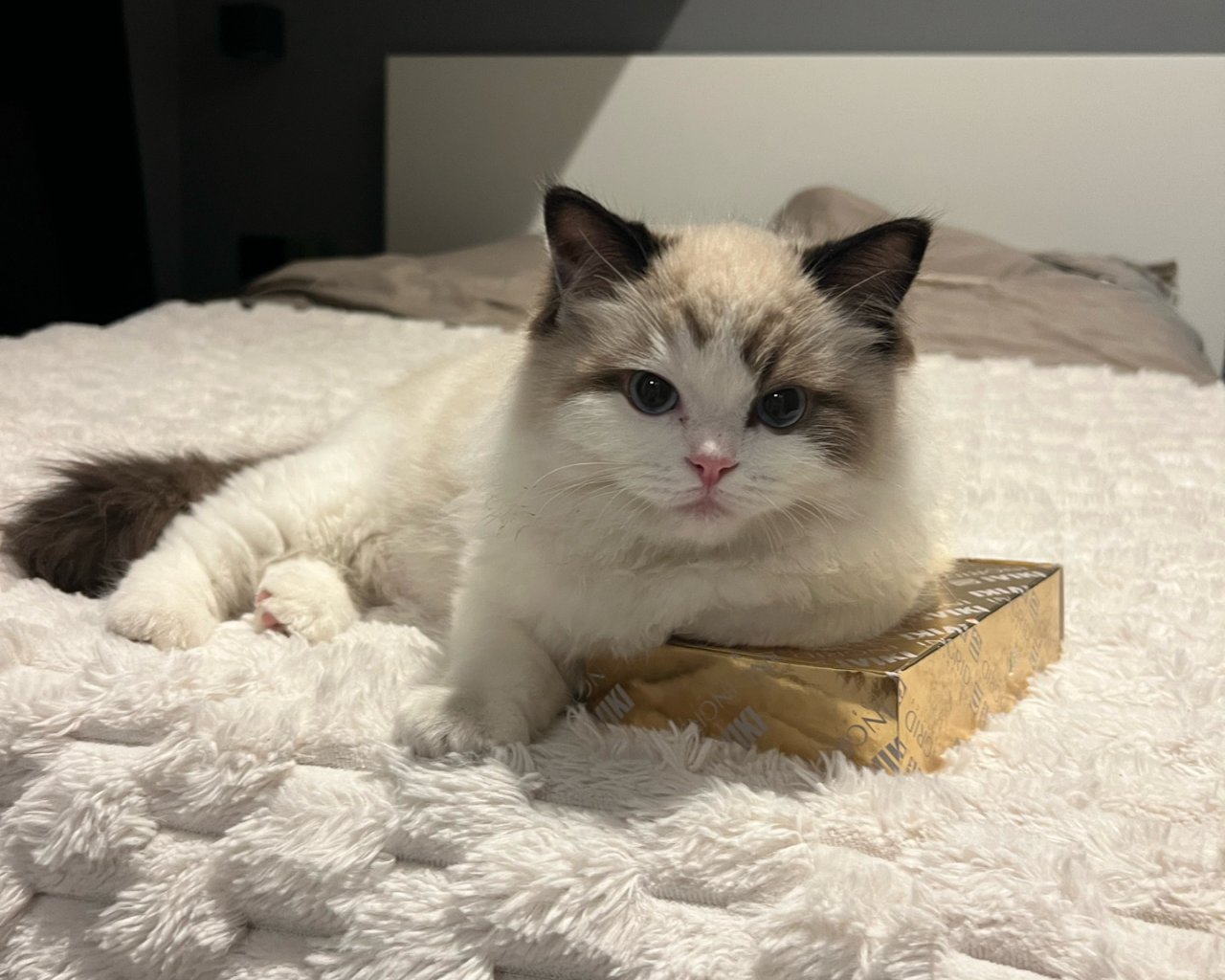 BLANCIK  Zdjęcie zaginionego zwierzęcia #11