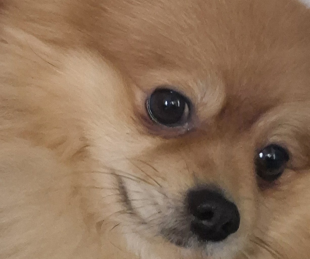 BEN Zdjęcie zaginionego zwierzęcia #11