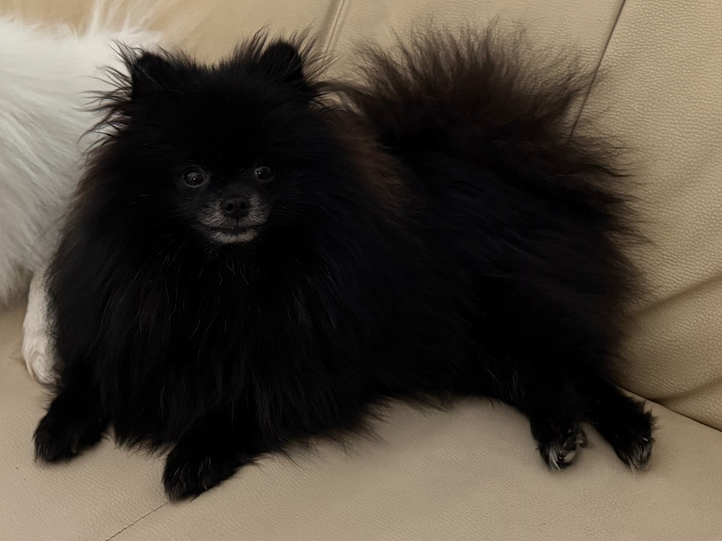 PERUN - alt.lostpet.logo #12