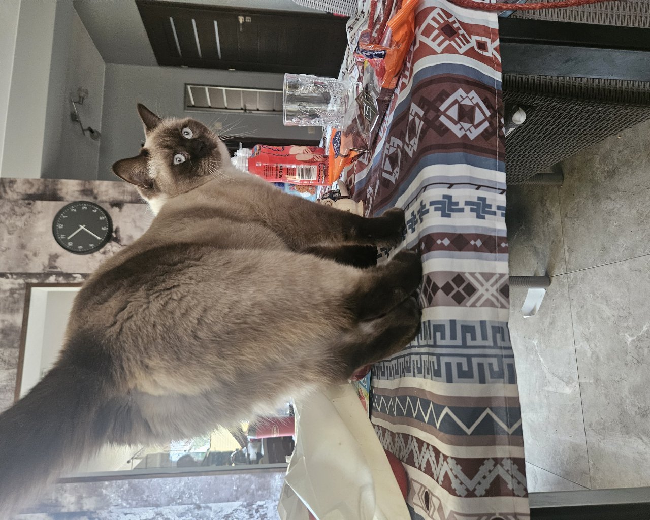 SZANEL Missing pet photo #11