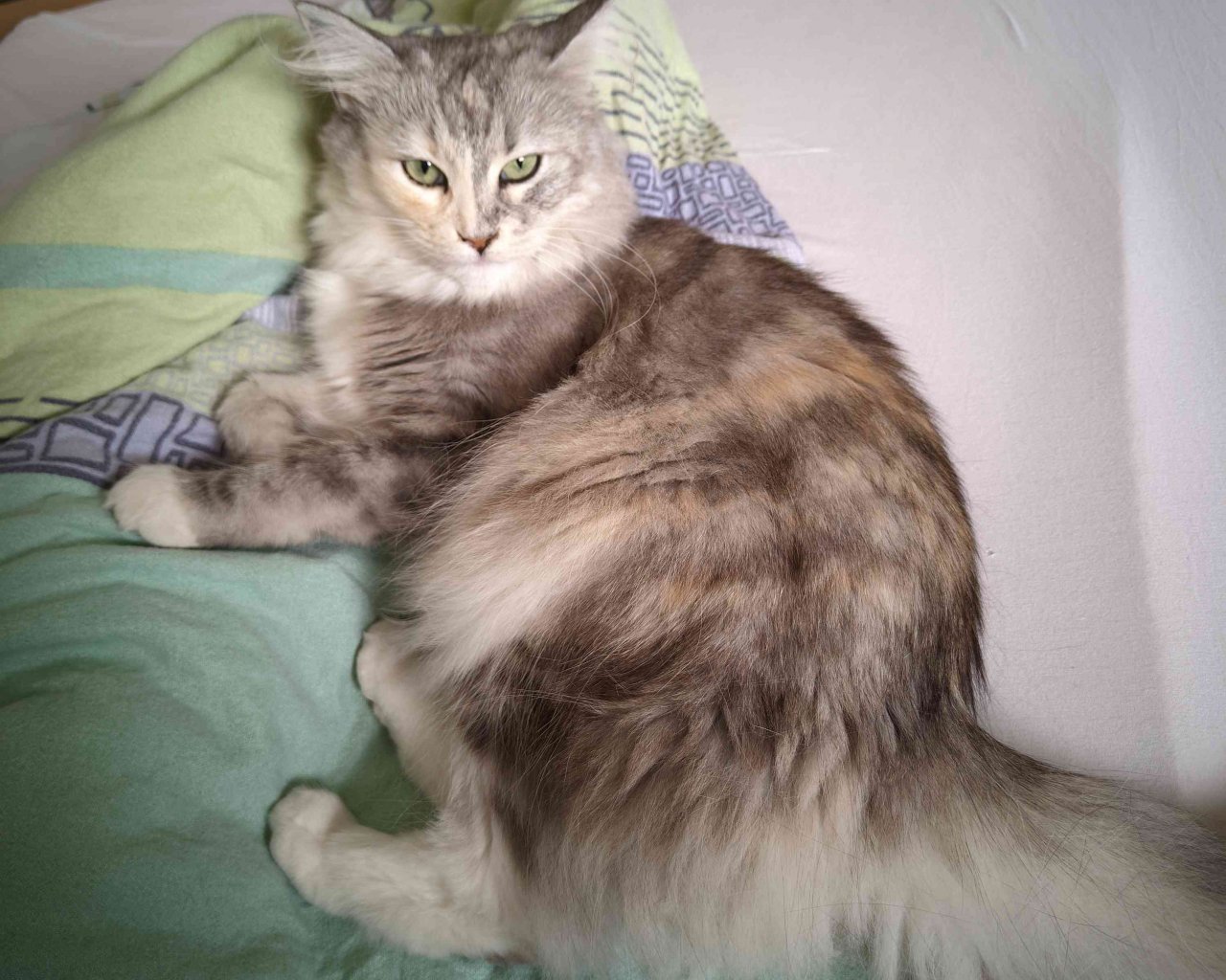 LUNA Imagen del animal perdido #11