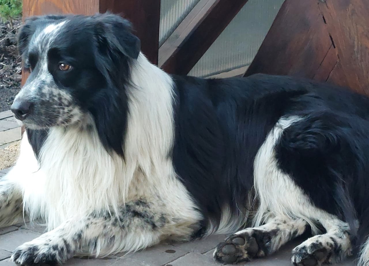 NERO Missing pet photo #11