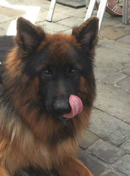 PASCOE - alt.lostpet.logo #13