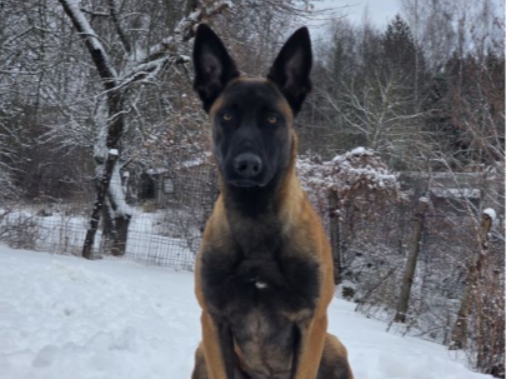 MADOX - alt.lostpet.logo #13