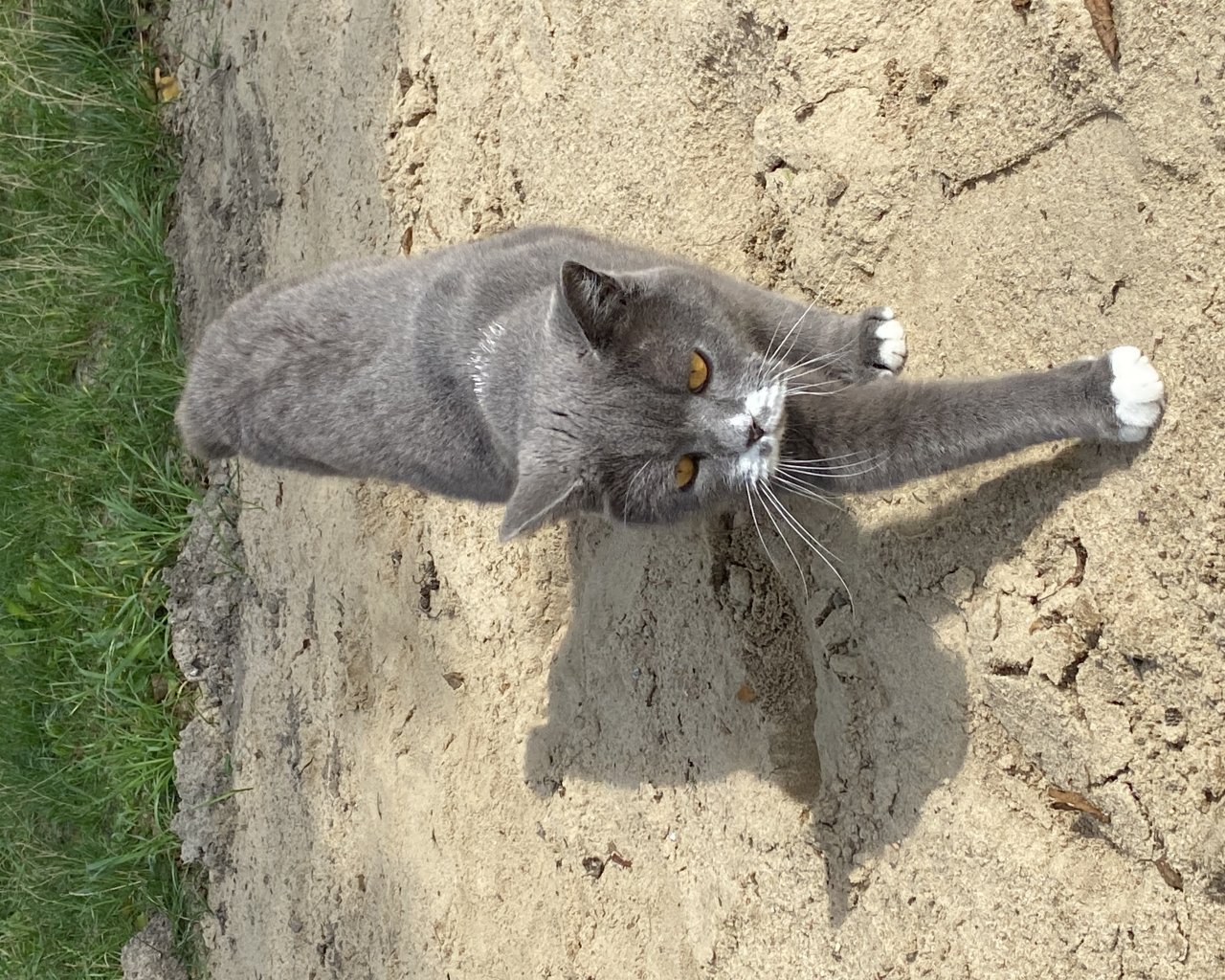 LUFI Imagen del animal perdido #11