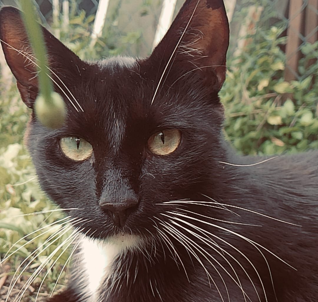 LUCEK Imagen del animal perdido #11