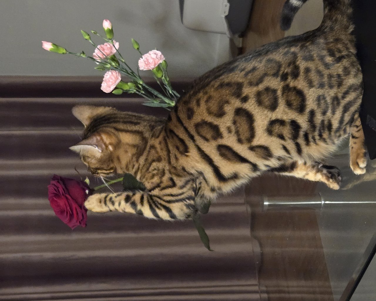 MATCHA Zdjęcie zaginionego zwierzęcia #11