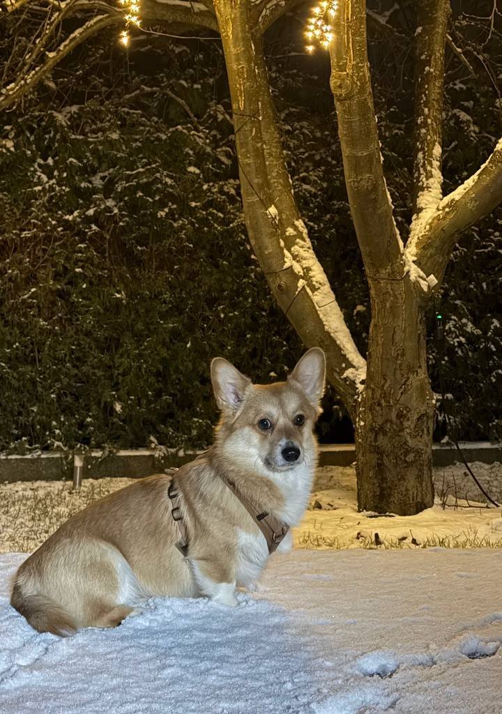 TOMMY - alt.lostpet.logo #12