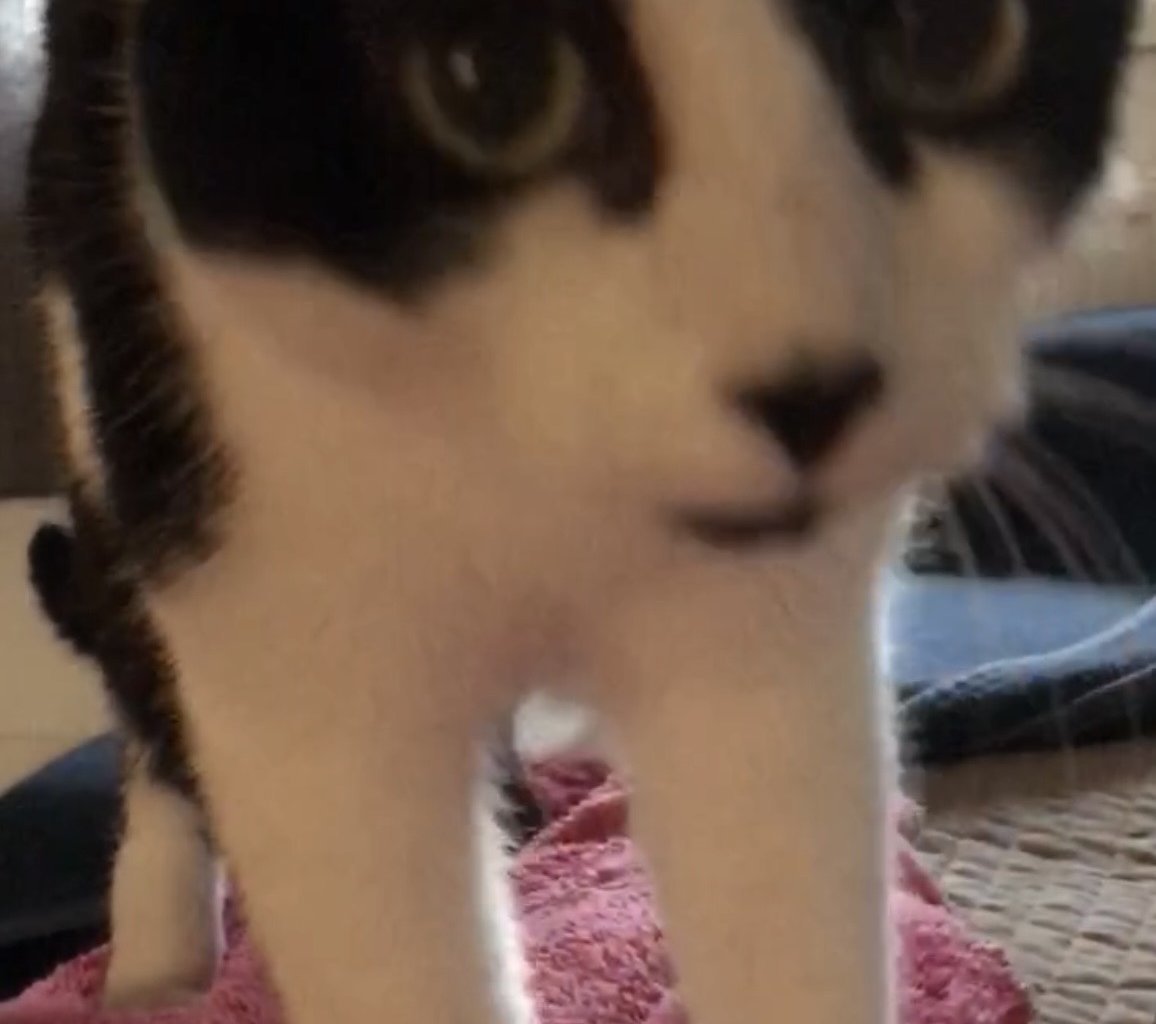 LEO - alt.lostpet.logo #13