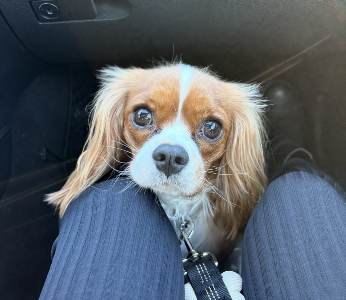 RABUL Missing pet photo #11