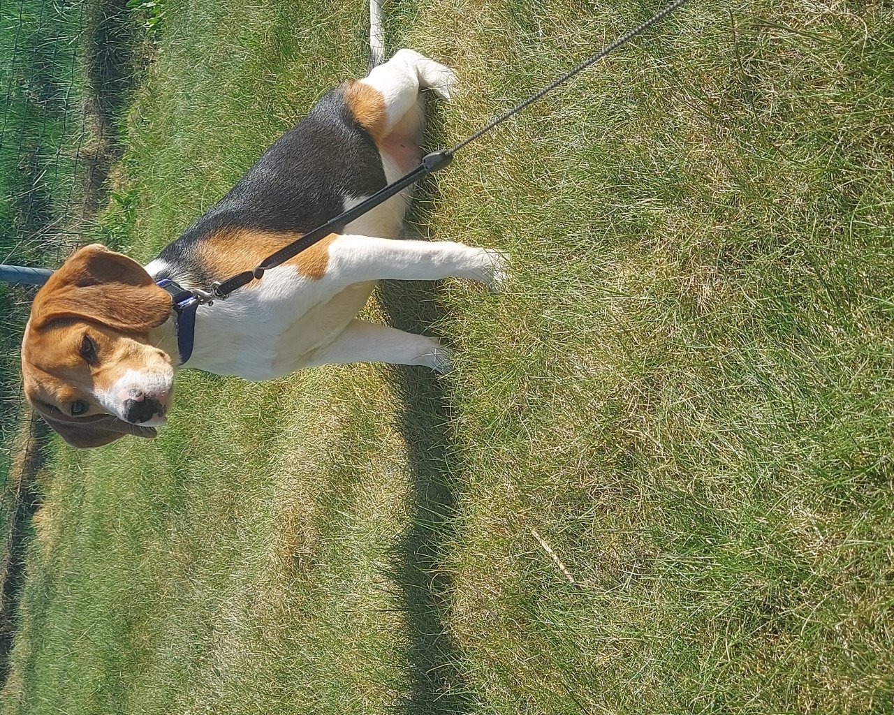 KEJLI Missing pet photo #11