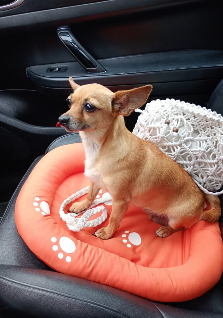 CHAŁKA  Missing pet photo #11
