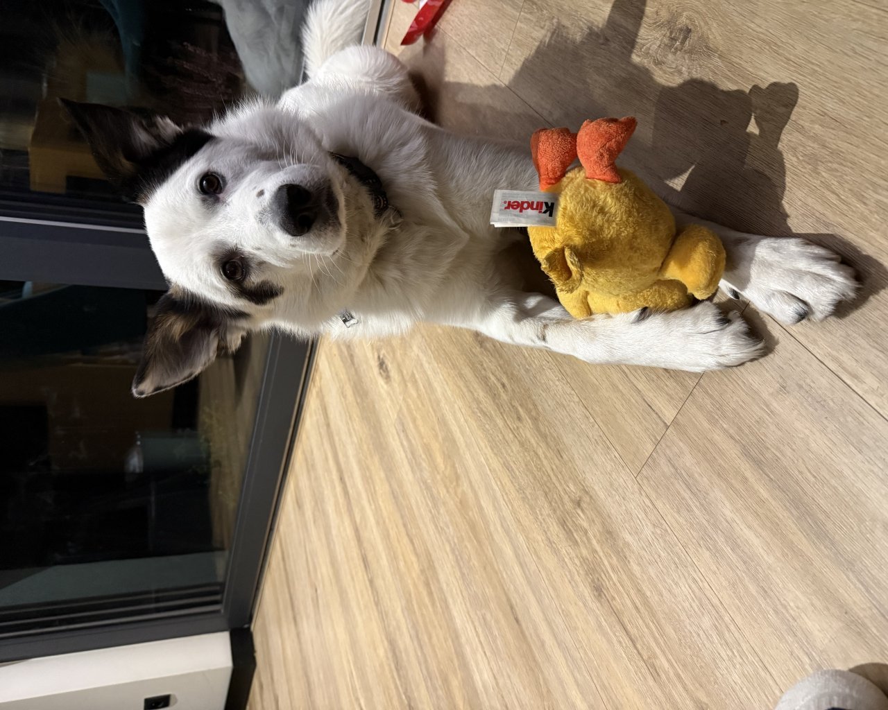 FUKS - alt.lostpet.logo #13