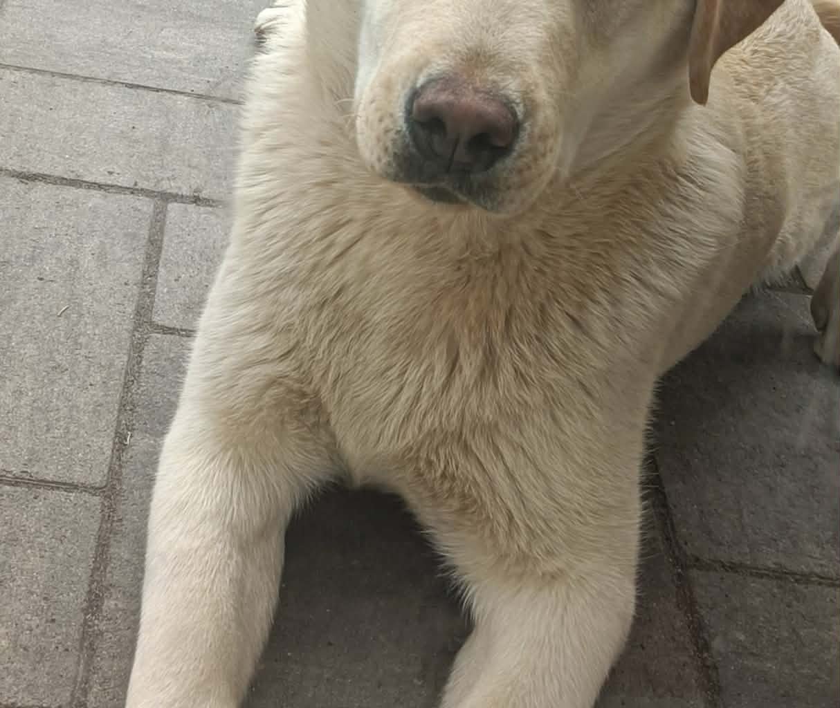 FIBI Missing pet photo #11
