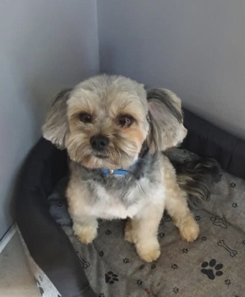 MAX Missing pet photo #11