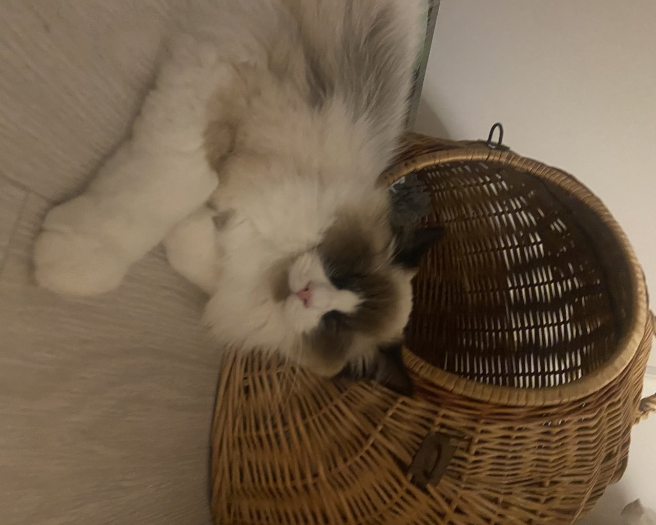 KICIUŚ Missing pet photo #11