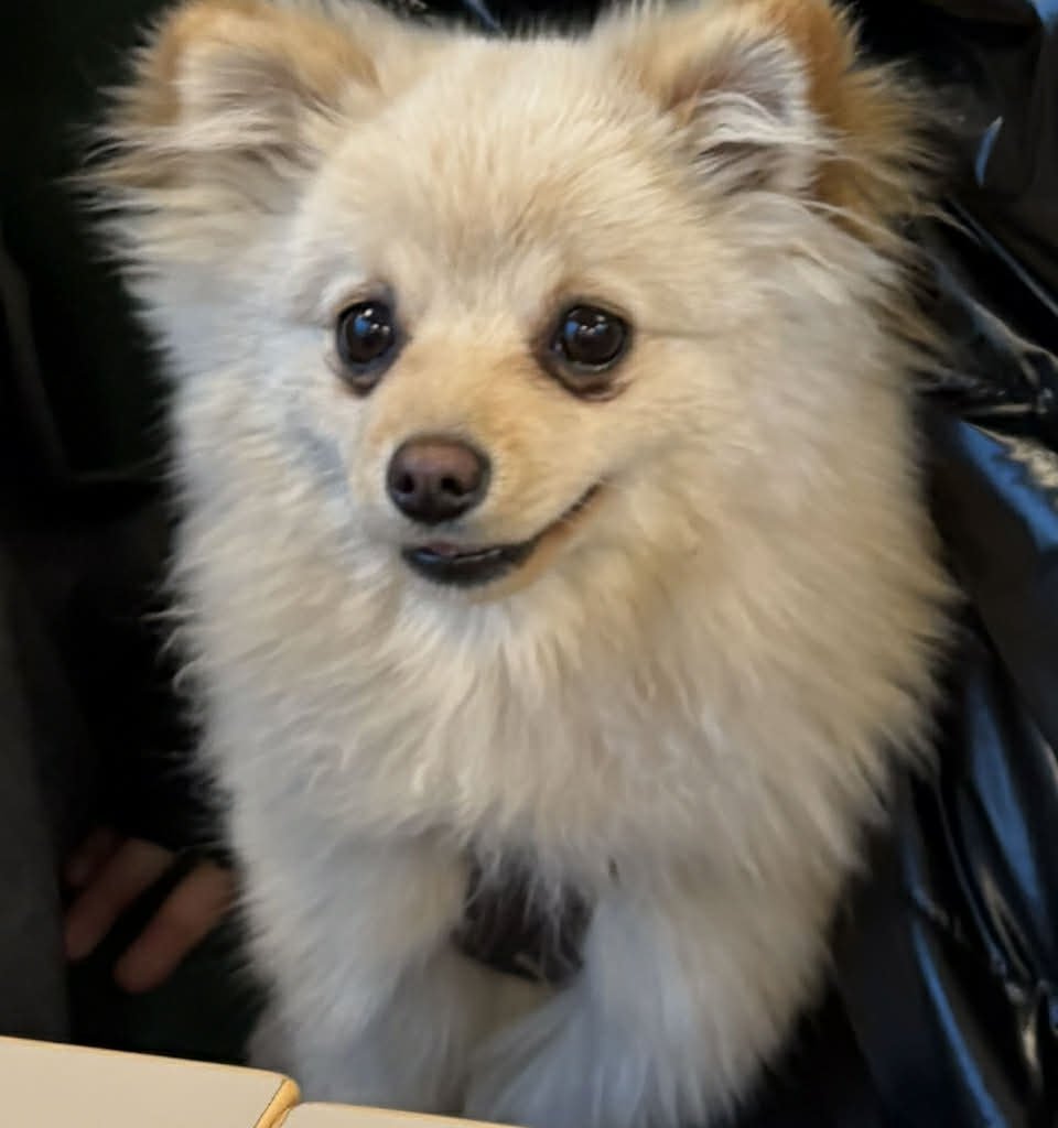 REKSIO Imagen del animal perdido #11