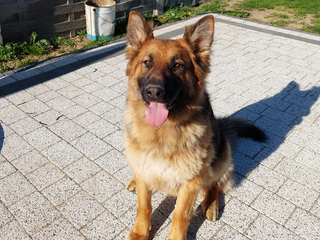 BRYZA Missing pet photo #11