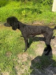 HILTON Missing pet photo #11