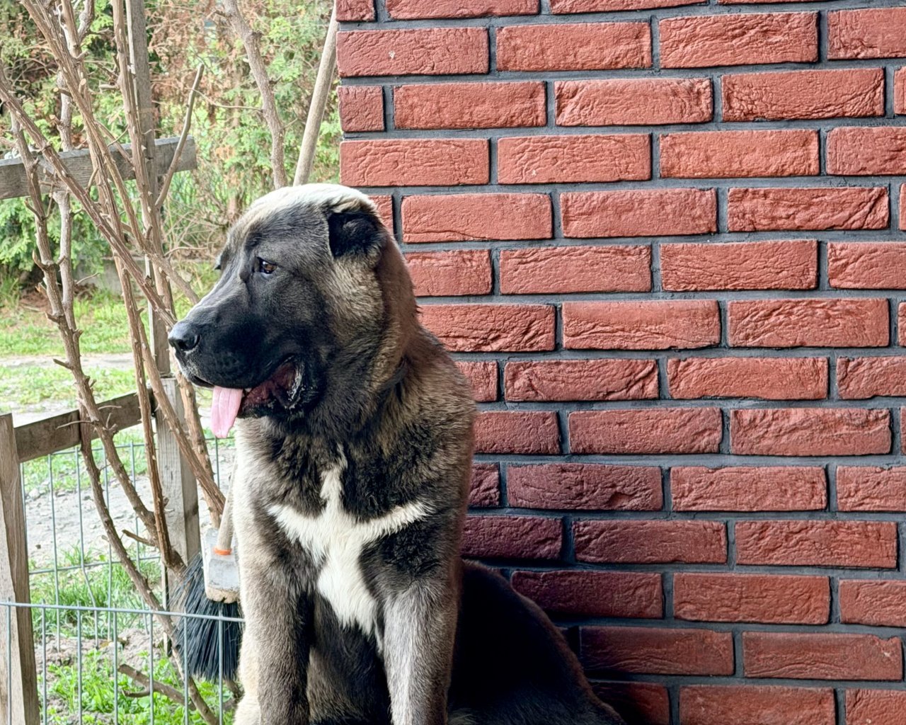 LUNA Imagen del animal perdido #11