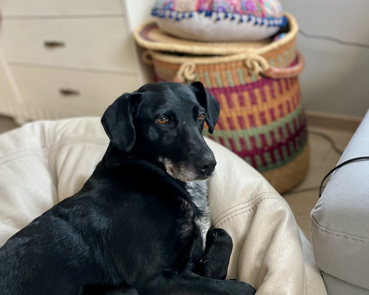 JANKES Imagen del animal perdido #11