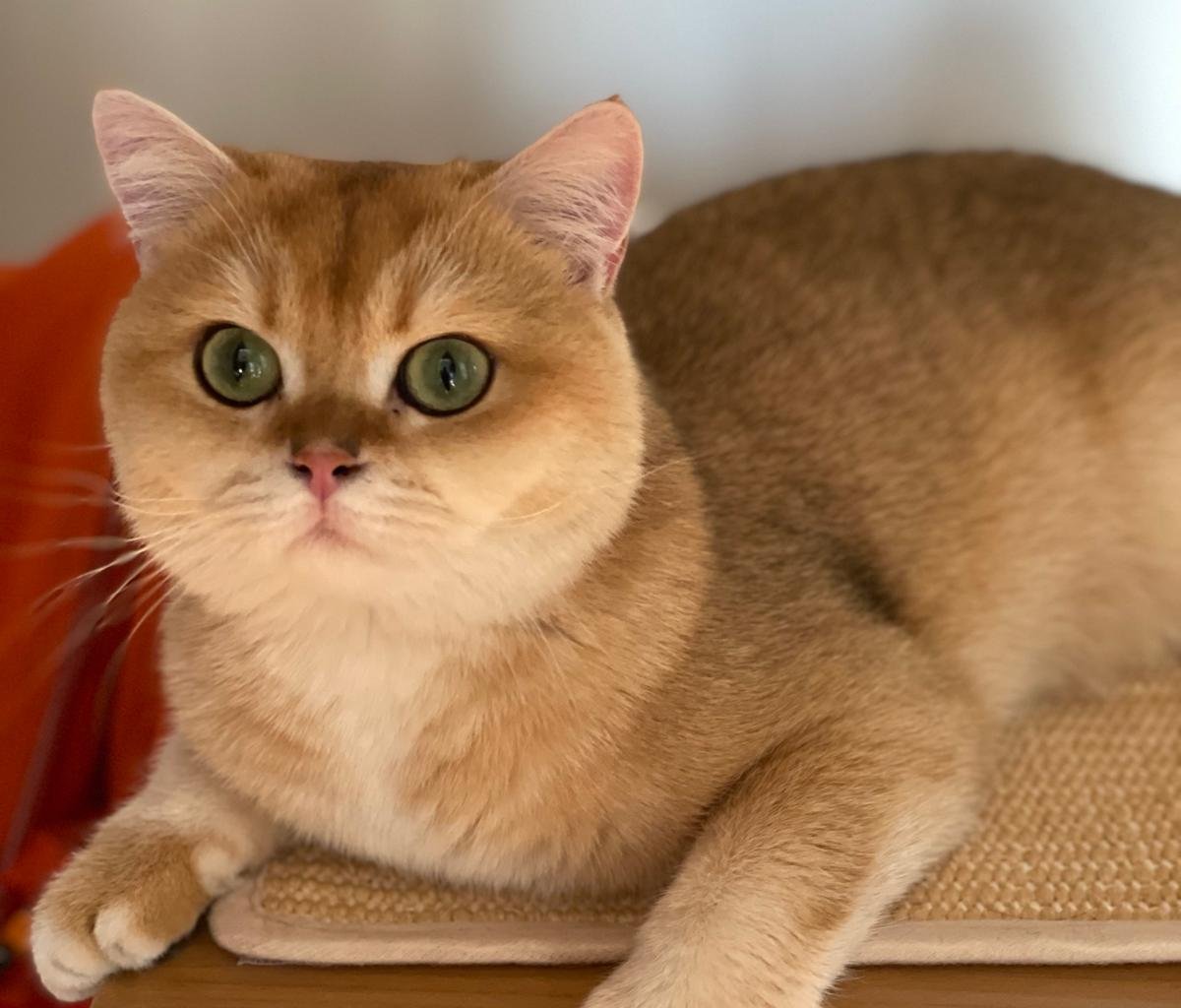 RICHARD Missing pet photo #11