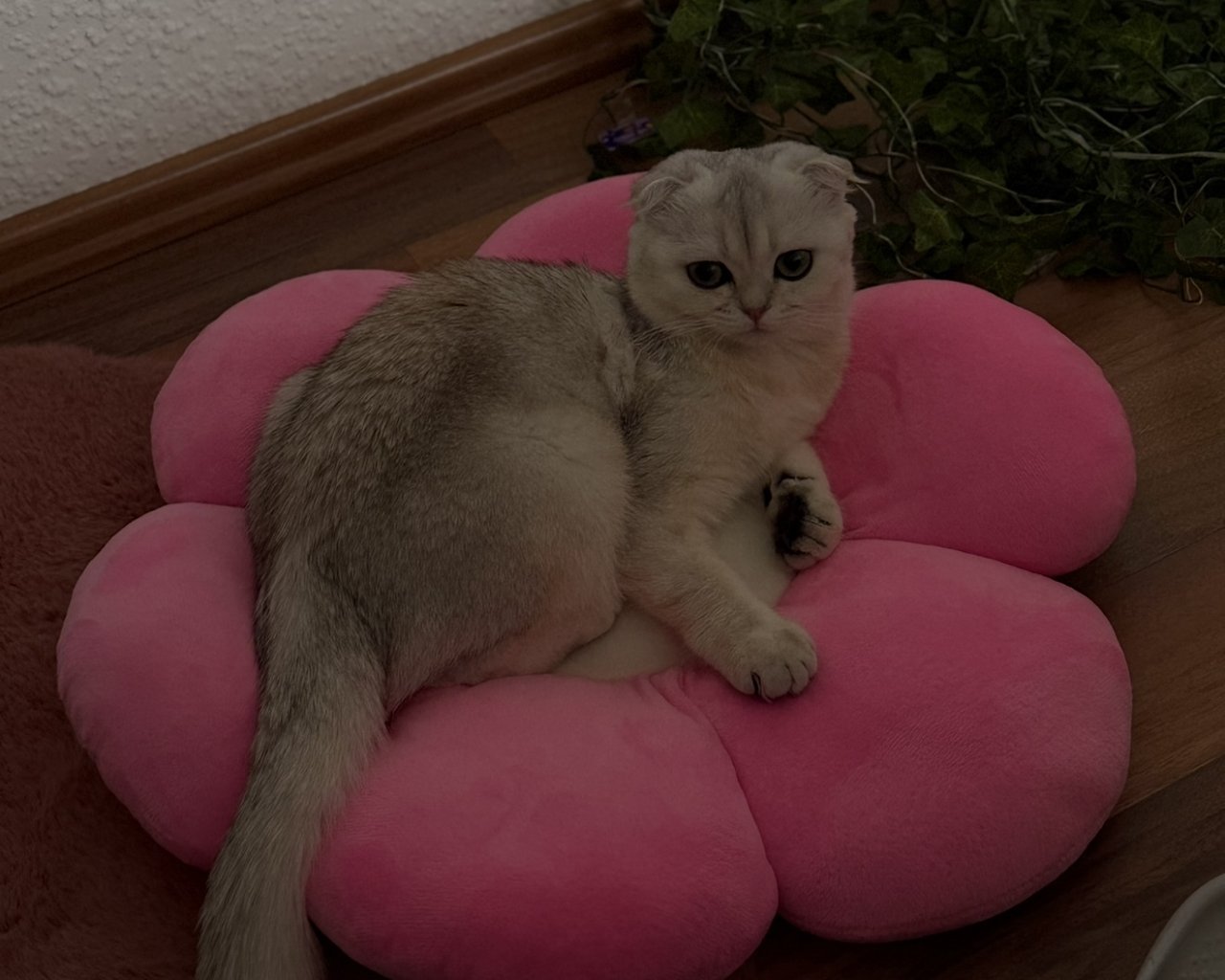 NALA Imagen del animal perdido #11