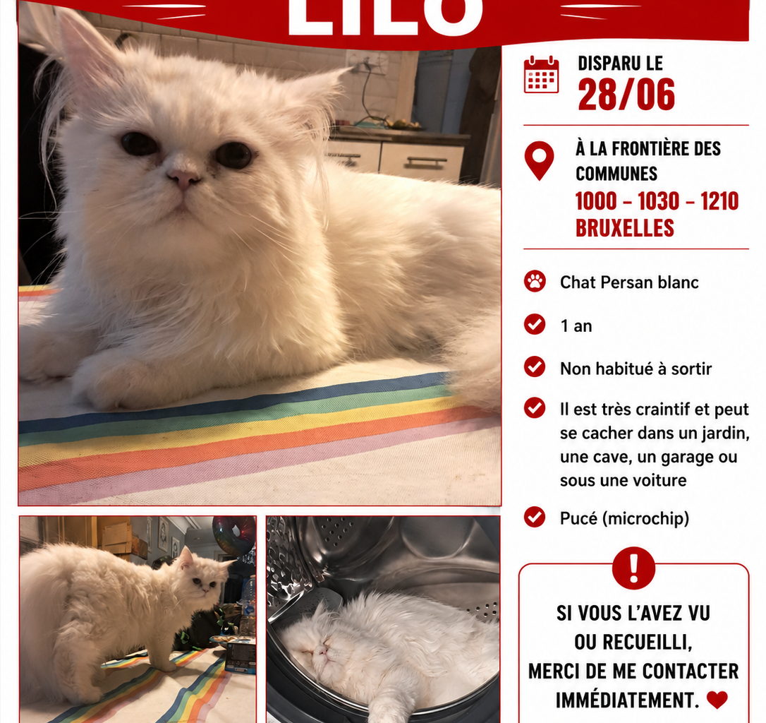 LILOU Foto des vermissten Tieres #11