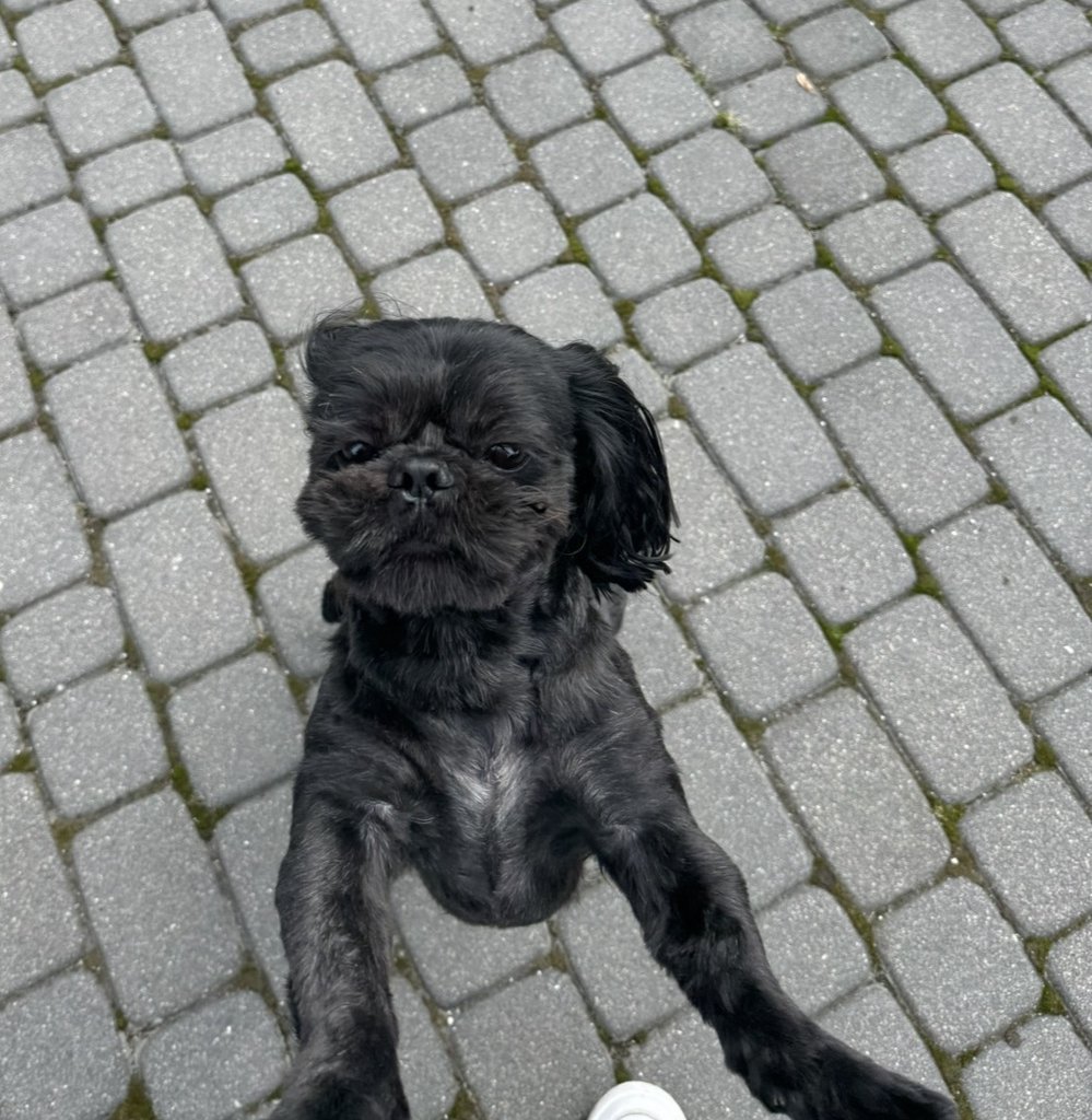 OLI Missing pet photo #11