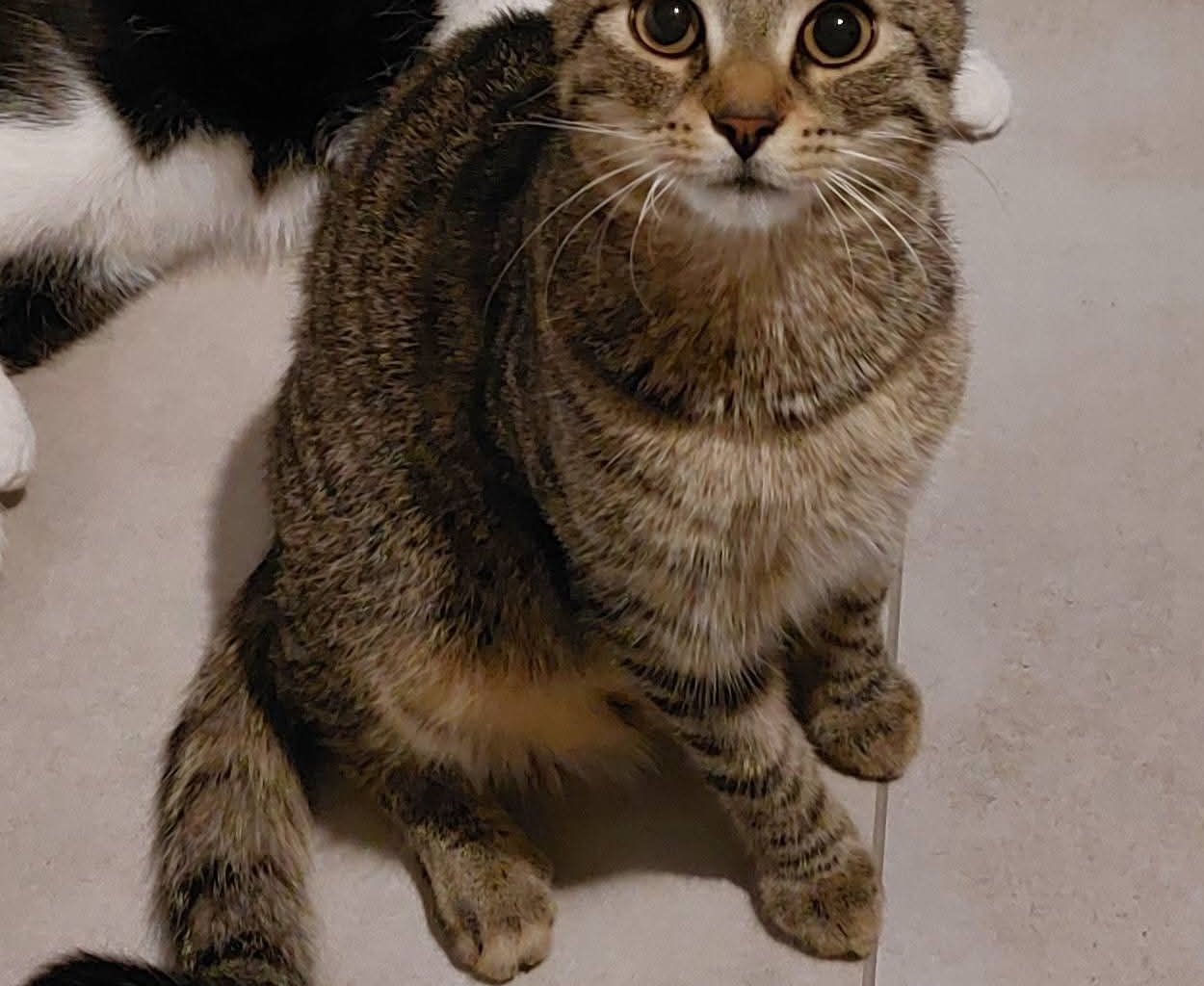 LULEK Missing pet photo #11