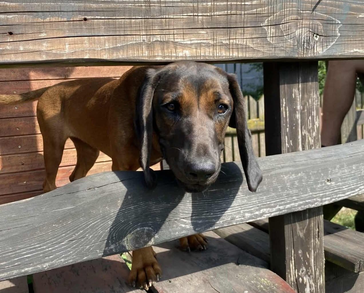 AGI Missing pet photo #11