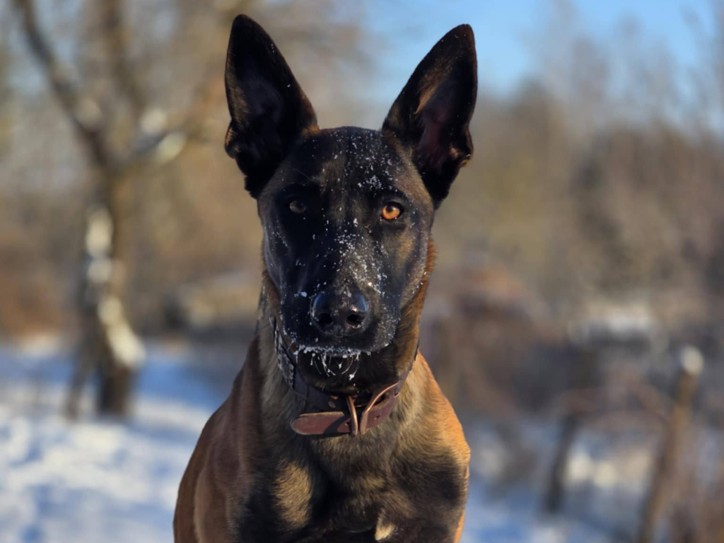 MADOX - alt.lostpet.logo #12