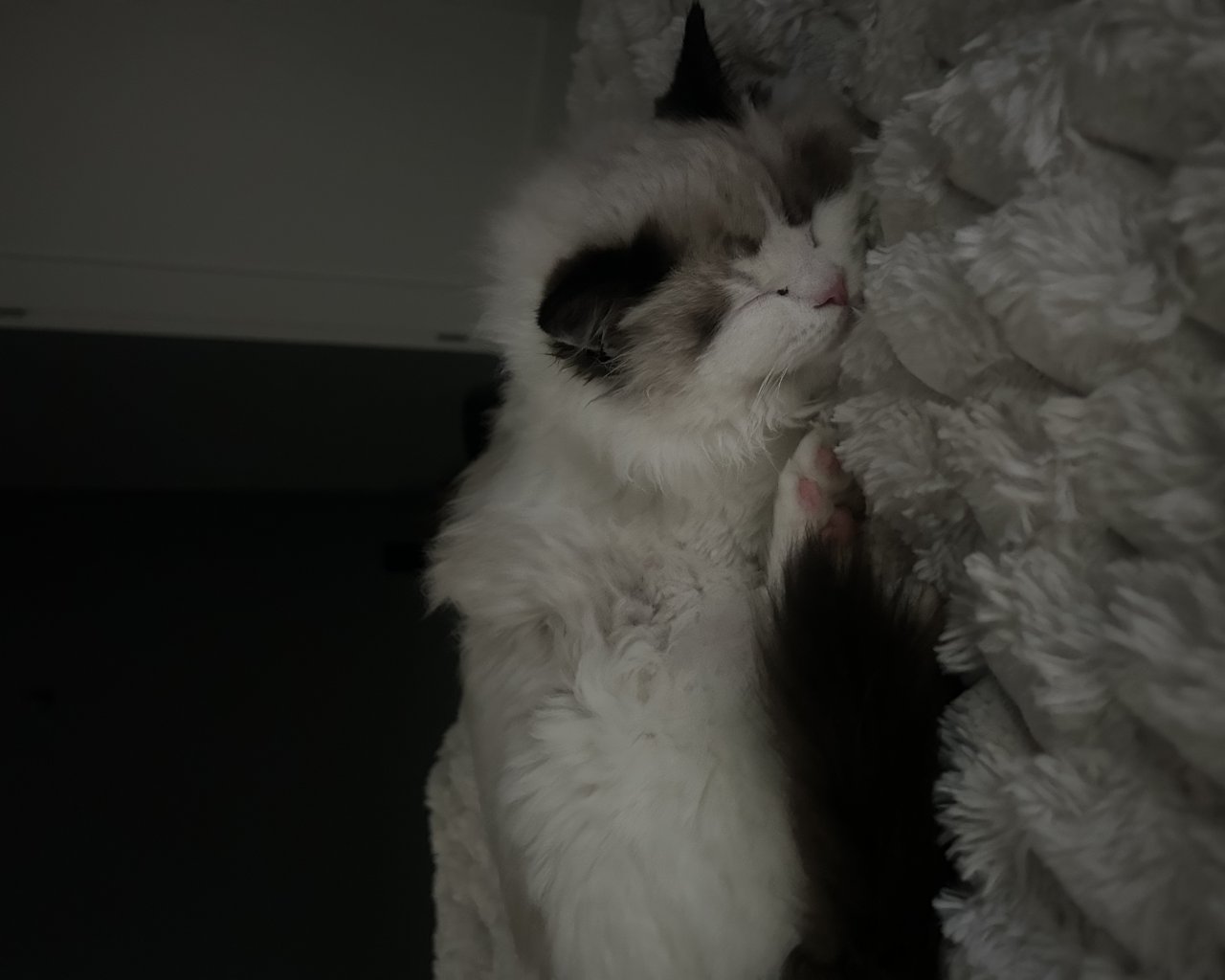 BLANCIK  - alt.lostpet.logo #12