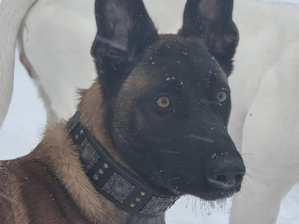 MADOX Missing pet photo #11