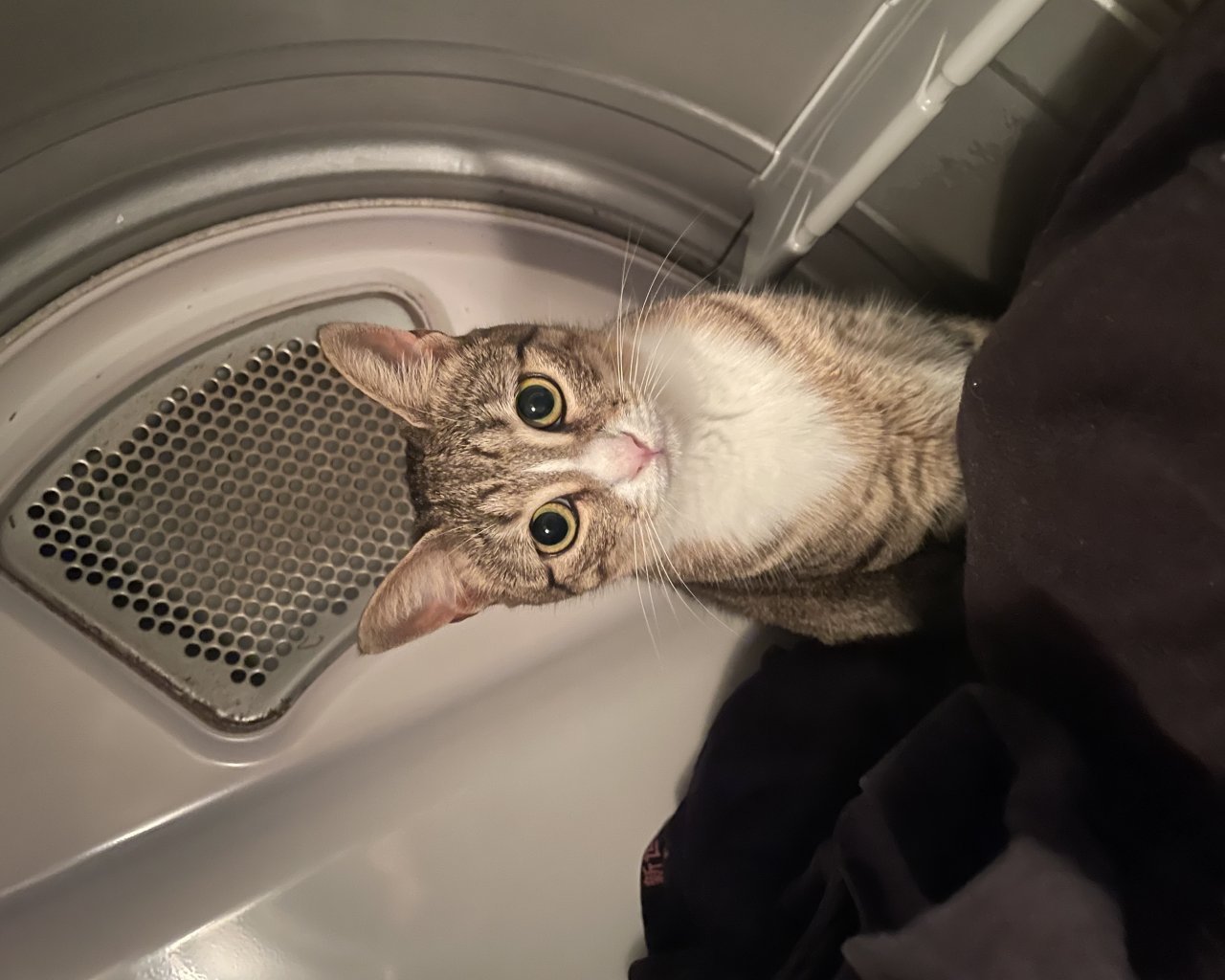 KITTY - alt.lostpet.logo #12